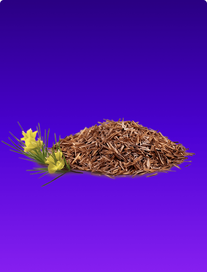 Feitos com a planta Rooibos